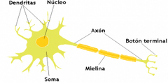 También conocido como soma es la parte central y principal de todas las neuronas, en la cual se encuentra el citoplasma, el núcleo, el retí**** endoplasmático, los ribosomas, lisosomas, el aparato de Golgi y las mitocondrias.