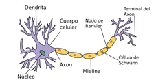 El axón o neurita es una prolongación que se deriva del soma o cuerpo neuronal y que tiene como meta lograr la sinapsis neuronal,