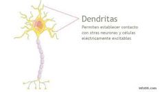 Son estructuras nerviosas cortas que funcionan como prolongaciones del cuerpo neuronal y reciben la información generada durante la sinapsis, son salidas en forma de pequeños y delgados hilos que participan en diferentes conexiones de sinapsis.