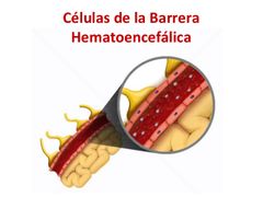 Barrera protectora entre los vasos sanguíneos del cerebro y los tejidos cerebrales que permite que la sangre fluya libremente hacia el cerebro pero impide el contacto entre la mayoría de las sustancias del torrente sanguíneo y las células cere...