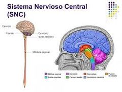 Sistema Nervioso Central (SNC)