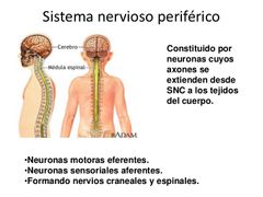 El sistema nervioso periférico consiste en un sistema complejo de neuronas sensoriales, ganglios (grupos de neuronas) y nervios. Este sistema está conectado entre sí y también al sistema nervioso central y regula sus funciones. El daño en los...