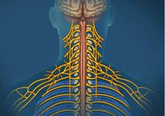 Sistema Nervioso Somático (SNS)