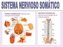 El sistema nervioso somático forma parte del sistema nervioso periférico y se encarga de transmitir información sensitiva y de enviar información del control motor a los músculos esqueléticos.