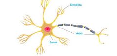 Célula del sistema nervioso formada por un núcleo y una serie de prolongaciones, una de las cuales es más larga que las demás.