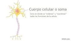El soma o cuerpo celular está definido en biología como la parte central y principal de todas las neuronas, en la cual se encuentra el citoplasma, el núcleo, el retí**** endoplasmático, los ribosomas, lisosomas, el aparato de golgi y las mito...