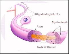 El axón o neurita es definido en anatomía como una prolongación que se deriva del soma o cuerpo neuronal y que tiene como meta lograr la sinapsis neuronal. Así mismo sabemos que el axón está recubierto en algunas zonas con las células de sc...