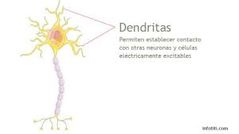 Las dendritas son partes de las neuronas que se encuentran repartidas por todo el cuerpo, es decir, tanto en el cerebro y la médula espinal como en aquellas que están en los ganglios, los órganos internos, los músculos, etc.
En concreto, las d...
