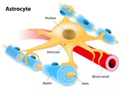 Los astrocitos son las principales y más numerosas células gliales (de ahí que se les conozca también, genéricamente, como astroglía), sobre todo en los organismos más complejos. Se trata de células de linaje neuroectodérmico​ que asume...