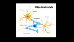 Los oligodendrocitos son un tipo de células de la macroglia, más pequeñas que los astrocitos y con pocas prolongaciones, su citoplasma denso contiene un núcleo relativamente pequeño.