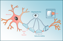 En la fisiología de una neurona se llaman nódulos de Ranvier a las interrupciones que ocurren a intervalos regulares a lo largo de la longitud del axón en la vaina de mielina que lo envuelve. Son pequeñísimos espacios, de un micrómetro de lo...