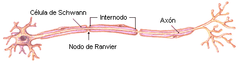 La zona rodeada de mielina, entre nódulo y nódulo, se llama internódulo.