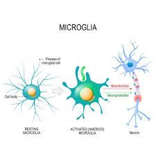 La microglía son células que proceden de la médula ósea y se encuentran en todas las regiones del sistema nervioso central, participando en la respuesta inmune.