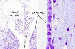 Se conoce por células ependimarias un tipo de células de tipo epitelial que está asociado a las cavidades del cuerpo por el que circula el líquido cefalorraquídeo. Forma parte, además, de las células gliales, que comparten el espacio con la...