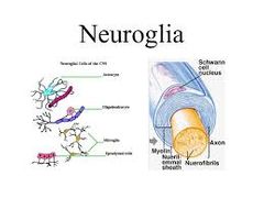 Conjunto de células no neuronales del tejido nervioso que se dispone entre los somas y las prolongaciones neuronales por un lado y los vasos sanguíneos y el tejido conjuntivo por otro. Desarrollan funciones de sostén, nutritivas y secretoras, m...
