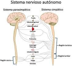Sistema Nervioso Autónomo (SNA)