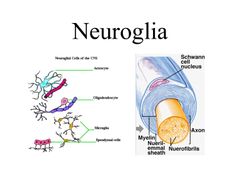 Neuroglía (células de la glía)