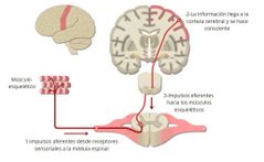 Sistema Nervioso Somático (SNS)