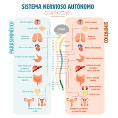 Sistema Nervioso Autónomo (SNA)