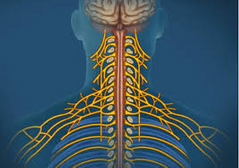 sistema nervioso somático