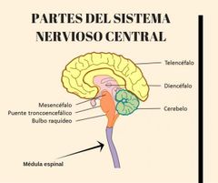 Sistema Nervioso Central (SNC)