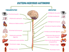 Sistema Nervioso Autónomo (SNA)