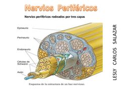 Nervios Periféricos