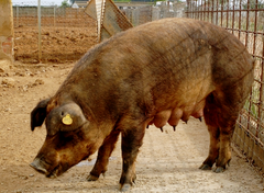 DUROC