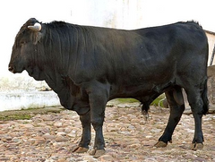 NEGRA ANDALUZA