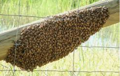 SWARM OF INSECTS OR BEES 