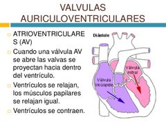 válvulas auriculoventriculares (AV)