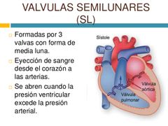 Válvulas semilunares (SL)