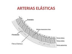 Arterias elásticas