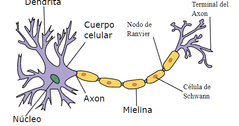 Tejido nervioso