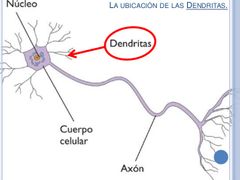 dendritas