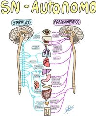 Sistema nervioso autónomo
