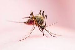 Enfermedad transmitada por este mosquito.