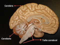 SISTEMA NERVIOSO CENTRAL