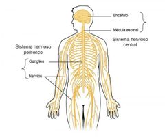 SISTEMA NERVIOSO PERIFERICO