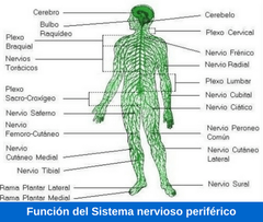 Sistema Nervioso  Periférico