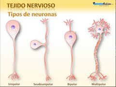 Tejido nervioso