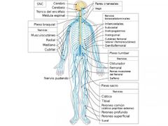 Sistema nervioso somático (SNS)