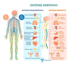 Sistema nervioso autónomo (SNA)