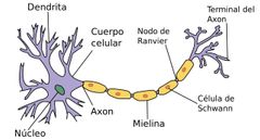 Neuronas