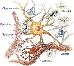 Neuroglía