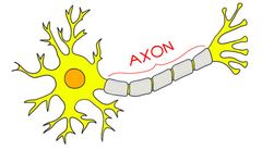 Axón