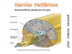 Nervios perifericos