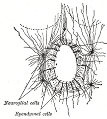células del epéndimo