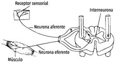 SISTEMA EFERENTE