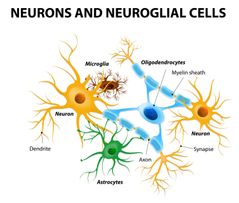 MICROGLIA